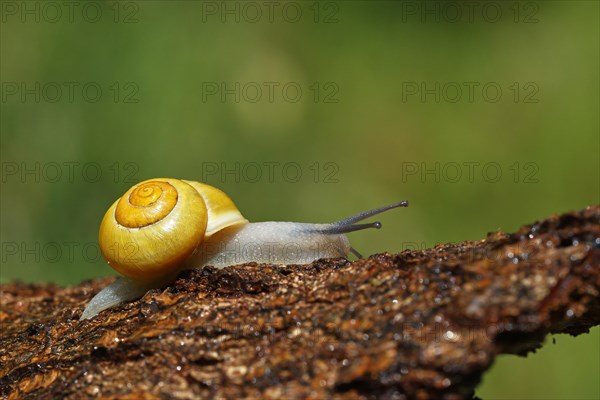 White-lipped snail