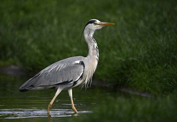 Grey heron