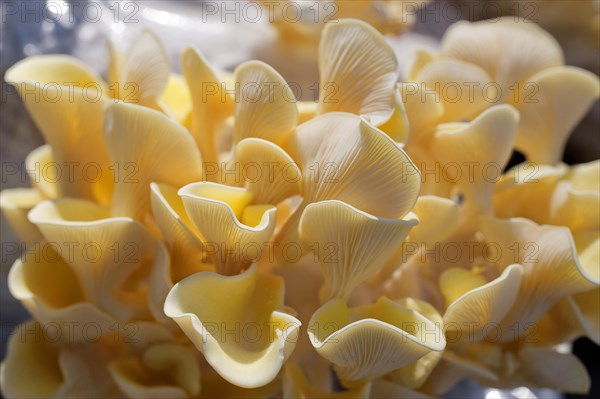 Golden oyster mushroom