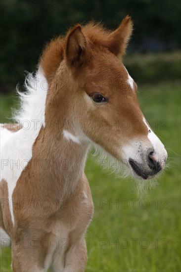 Icelandic horse