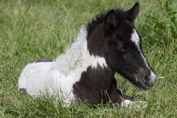 Icelandic horse