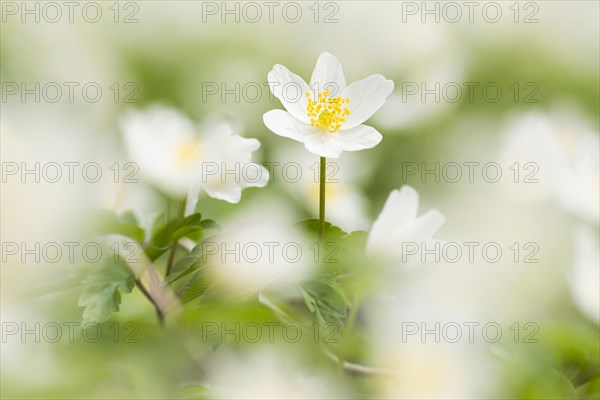 Wood anemones