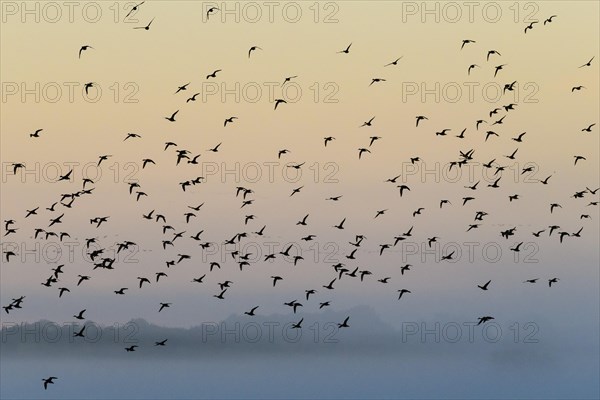 Eurasian Wigeon