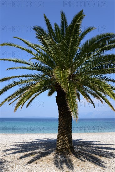 Palm tree on the beach of Trpanj