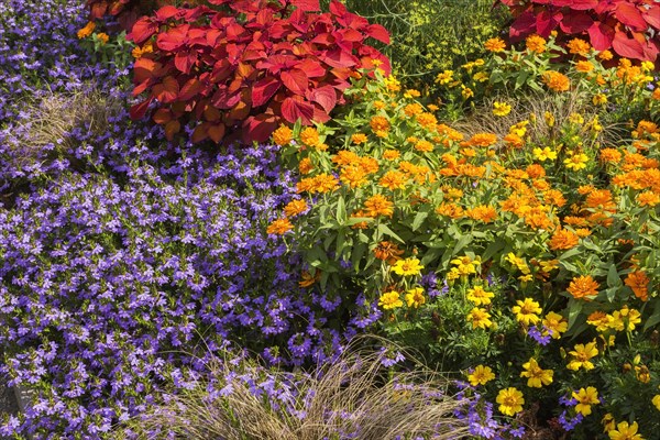 Flowerbeds planted with stinging nettle