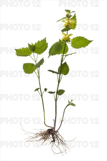 Yellow archangel