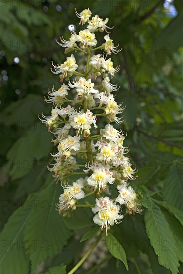 Flower of a common horse chestnut