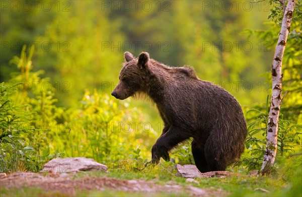 Brown bear