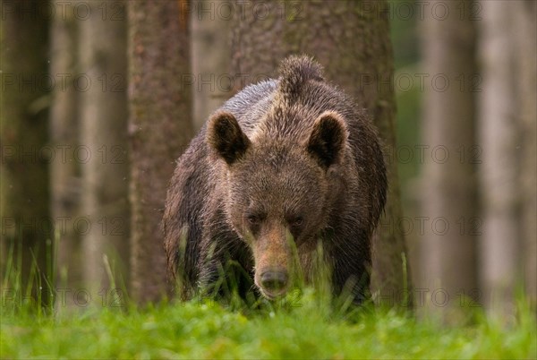 Brown bear