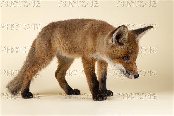 Red fox