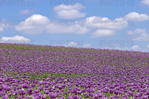 Opium poppy