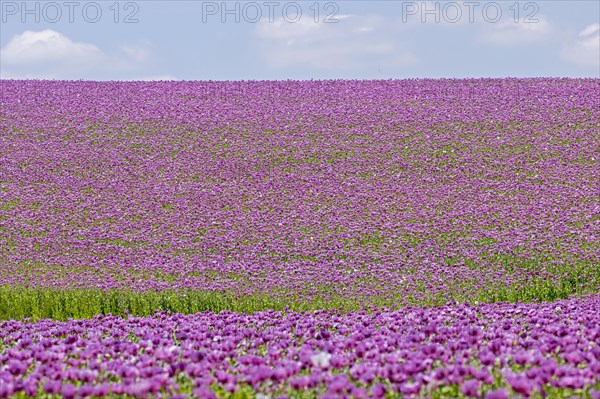 Opium poppy