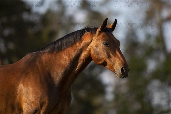 Portrait of a bay Warmblood gelding on a meadow