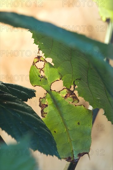 Changing leaf