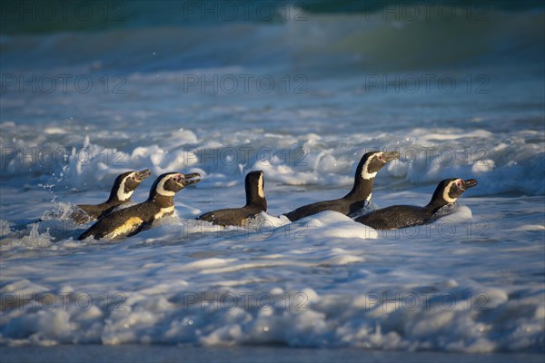 Magellanic penguins