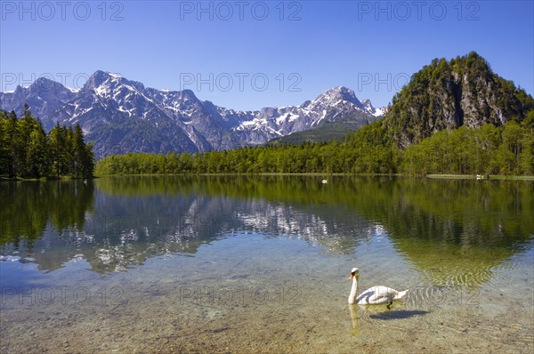 Mute swan