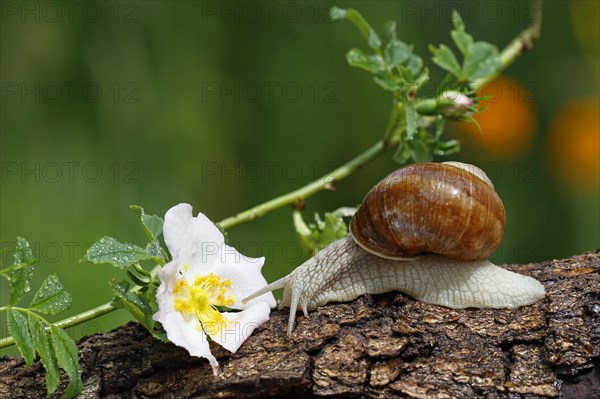 Burgundy snail