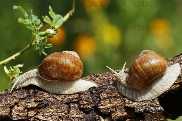 Two Burgundy snails