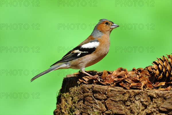 Common chaffinch