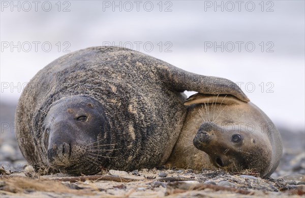 Grey seals