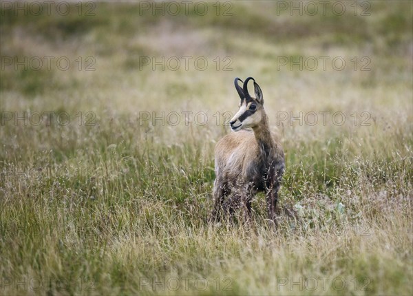 Chamois