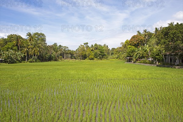 Green rice paddies