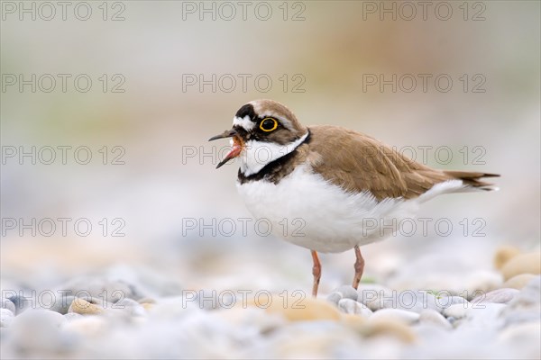 Little ringed plover