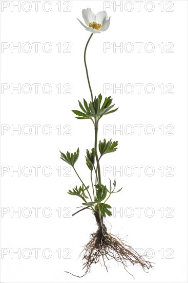 Blooming snowdrop anemone