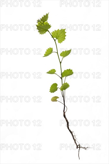 Garlic mustard