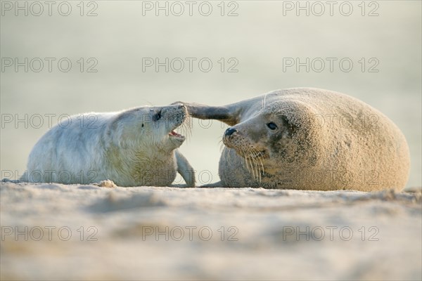 Grey seals