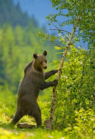 Brown bear