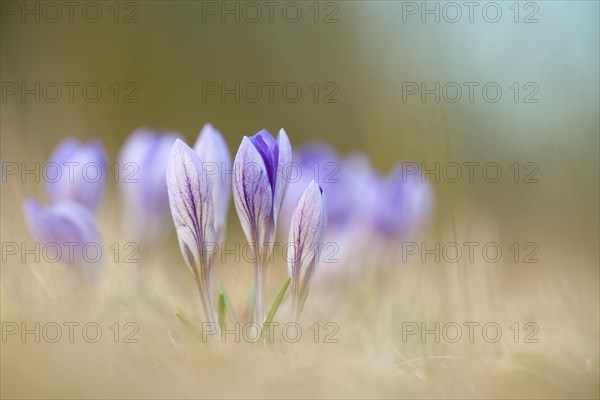 Spring crocusse