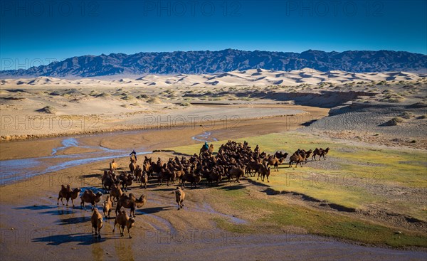 Camel herd at the sand dunes of Khongor. Umnugobi Province