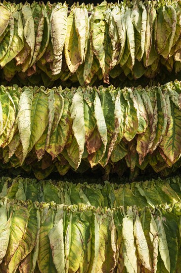 Cultivated tobacco