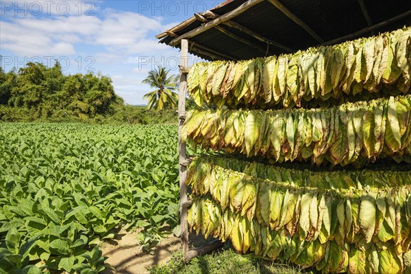 Cultivated tobacco