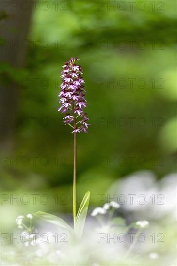 Northern marsh-orchid