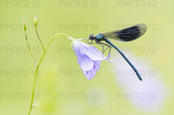 Banded demoiselle