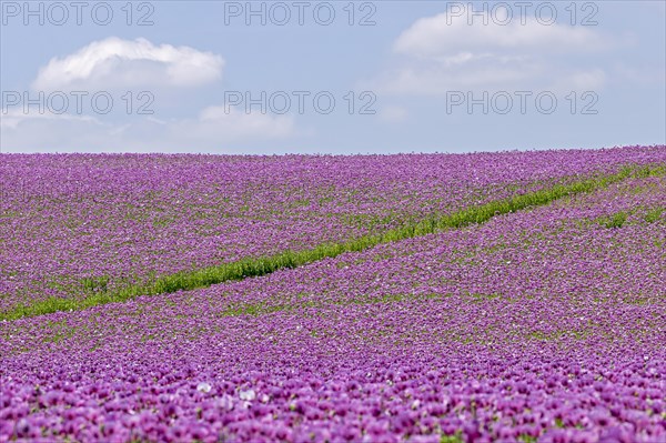 Opium poppy