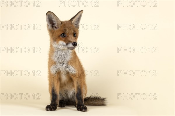 Red fox