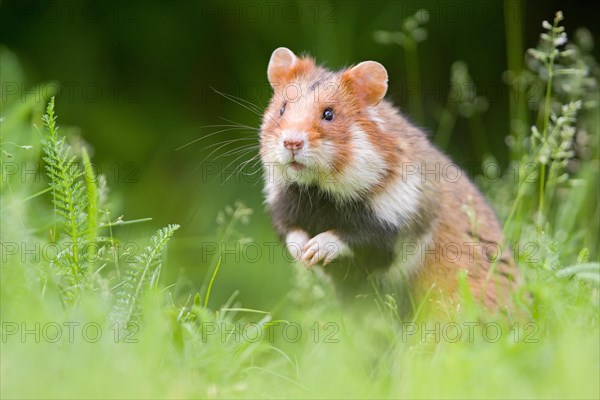 European hamster