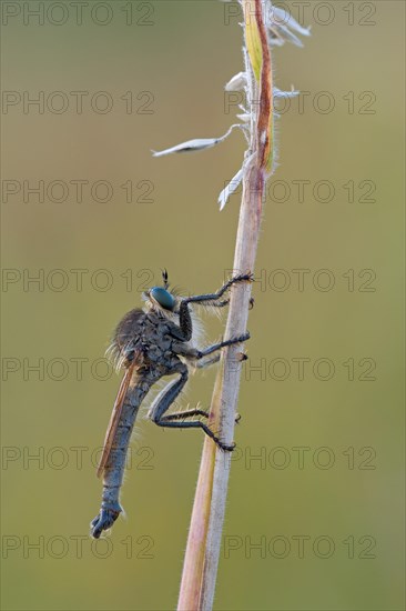 Robber fly