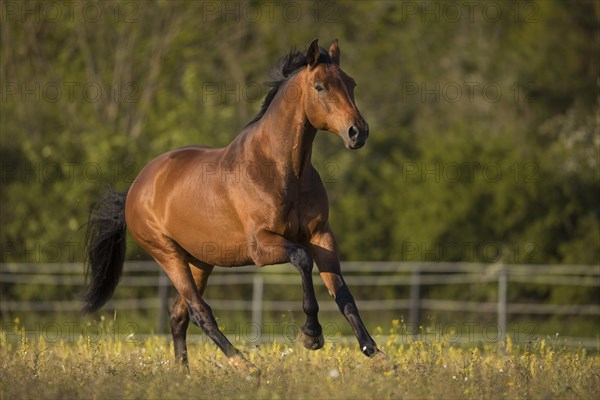 Brown Warmblood gelding at a gallop in the meadow