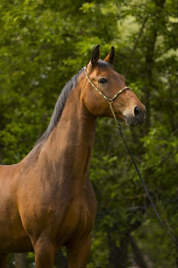 Portrait of a bay Warmblood gelding with halter