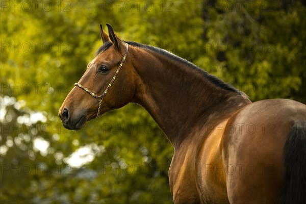 Portrait of a bay Warmblood gelding with halter