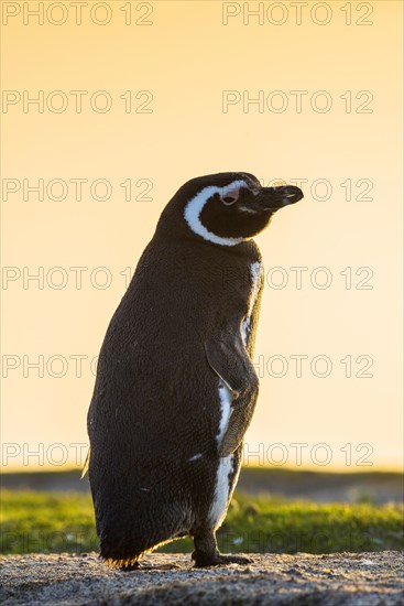 Magellanic penguin