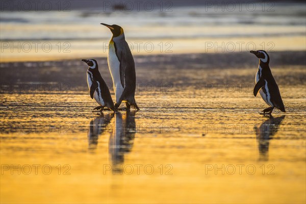 Magellanic penguins