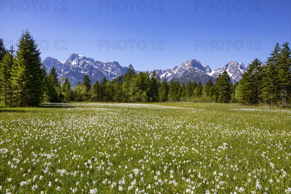 Meadow with white daffodils