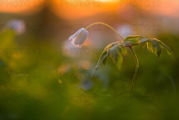 Wood anemones