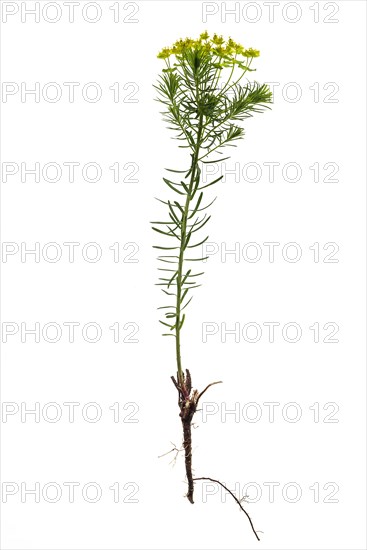 Cypress Spurge