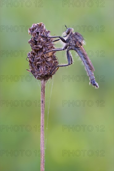 Robber fly